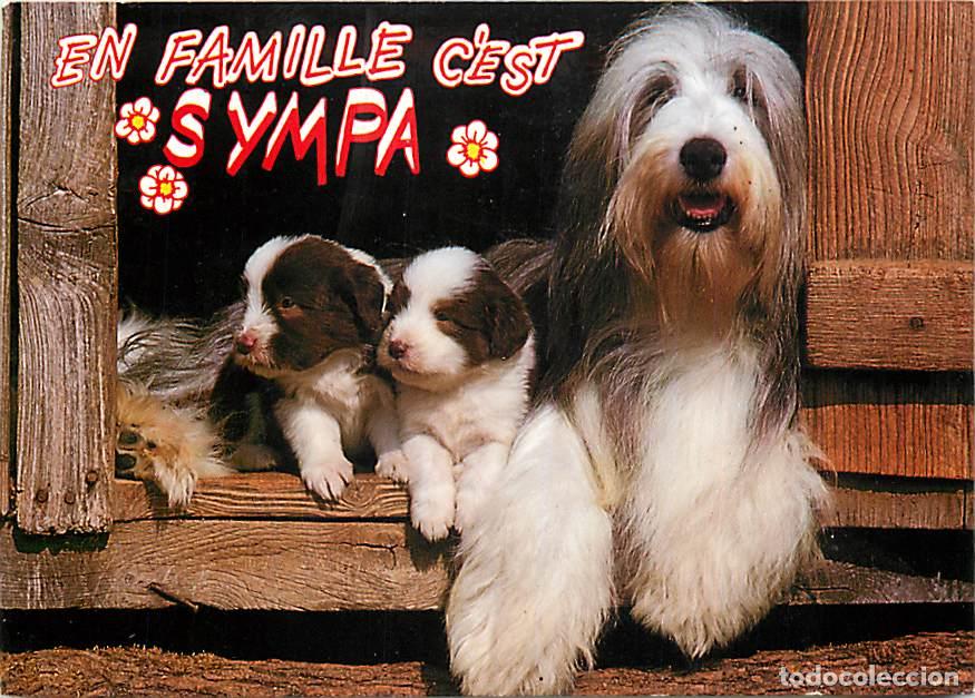 Postales: Carte Postale - Chiens - CPM - Voir Scans Recto-Verso - Poscard - Carta Postal - Postkarte