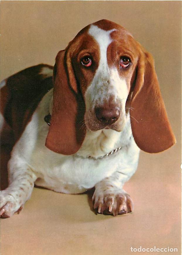 Postais: Carte Postale - Chiens - CPM - Voir Scans Recto-Verso - Poscard - Carta Postal - Postkarte