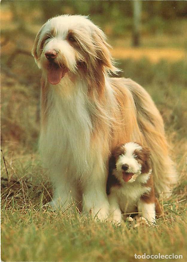 Cartes Postales: Carte Postale - Chiens - CPM - Voir Scans Recto-Verso - Poscard - Carta Postal - Postkarte