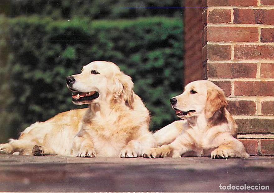 Cartes Postales: Carte Postale - Chiens - CPM - Voir Scans Recto-Verso - Poscard - Carta Postal - Postkarte