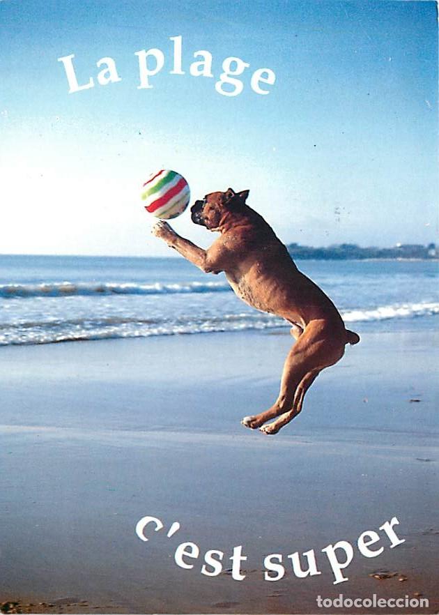 Cartes Postales: Carte Postale - Chiens - CPM - Voir Scans Recto-Verso - Poscard - Carta Postal - Postkarte