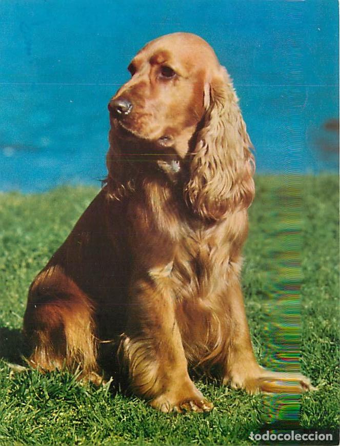 Cartes Postales: Carte Postale - Chiens - CPM - Voir Scans Recto-Verso - Poscard - Carta Postal - Postkarte