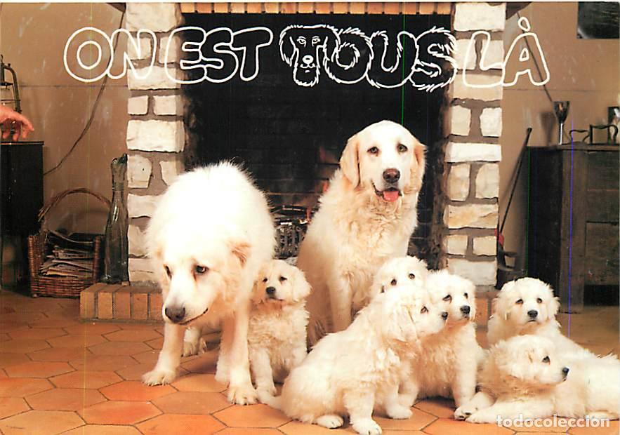 Cartes Postales: Carte Postale - Chiens - CPM - Voir Scans Recto-Verso - Poscard - Carta Postal - Postkarte