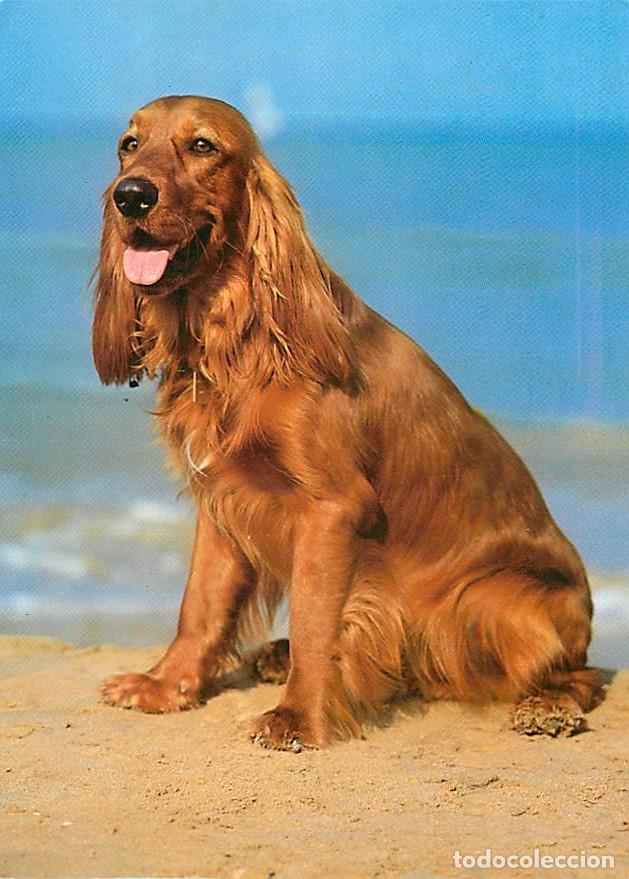 Cartes Postales: Carte Postale - Chiens - CPM - Voir Scans Recto-Verso - Poscard - Carta Postal - Postkarte