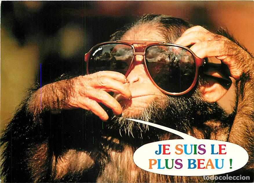Postkarten: Carte Postale - Animaux - Singes - Carte &agrave; Message et ou humoristique - CPM - Voir Scans Recto-Verso