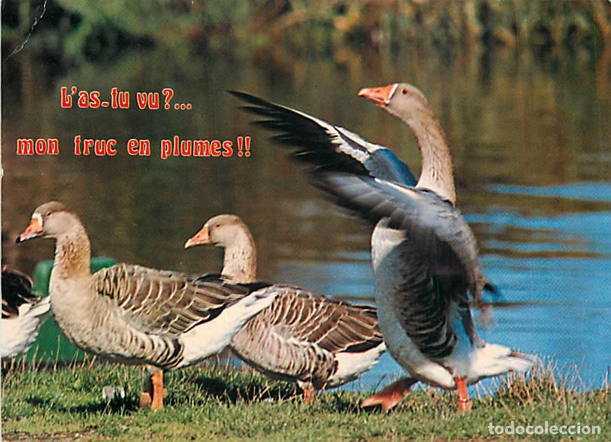 Postales: Carte Postale - Animaux - Oiseaux - Oies - Geese - CPM - Voir Scans Recto-Verso - Poscard - Carta Po