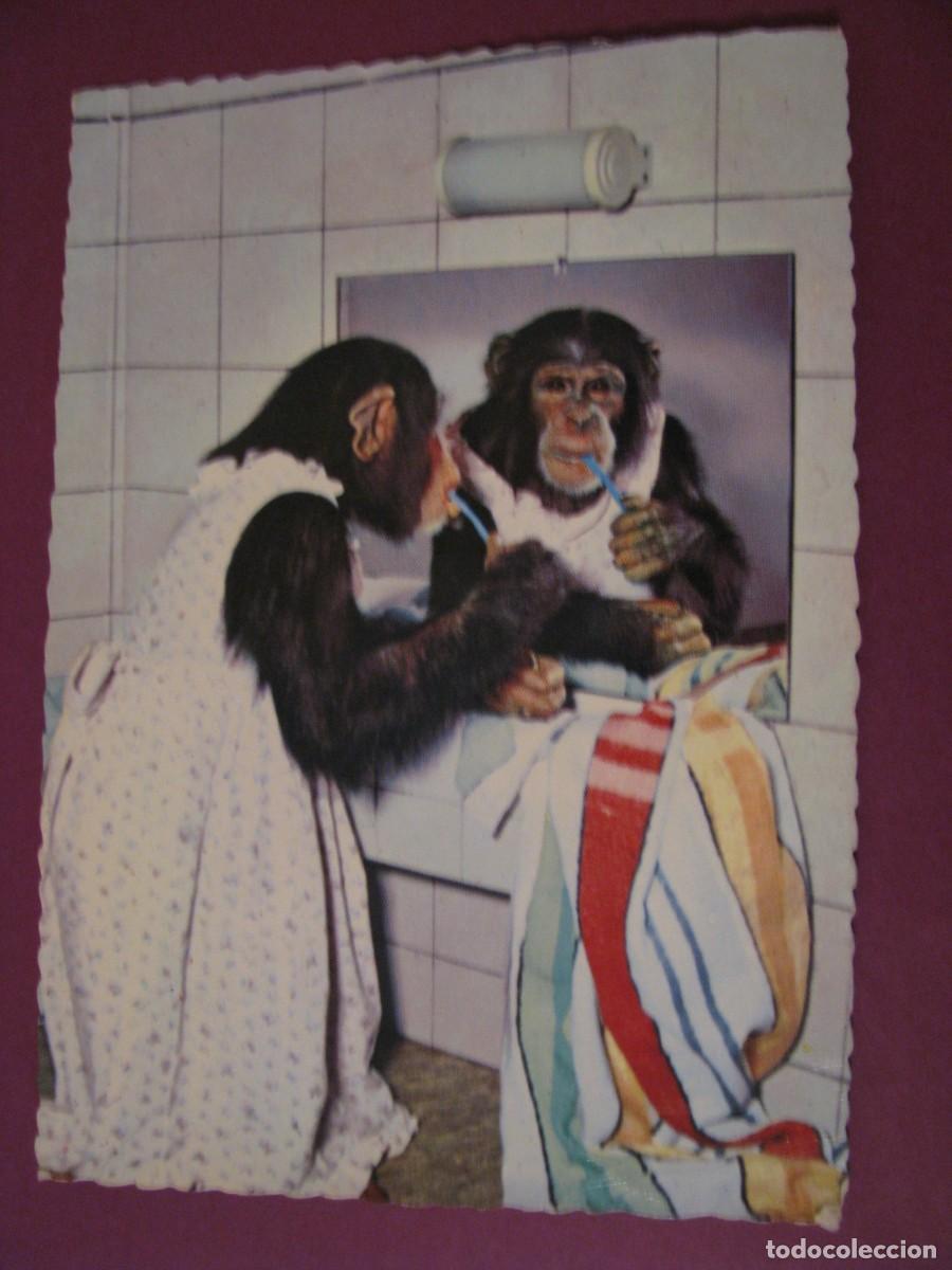 Postales: POSTAL DE UN CHIMPANC&Eacute;. CIRCULADA DE NORUEGA - Foto 1