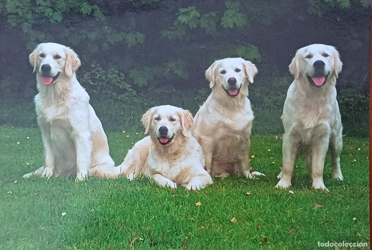 Postales: Cuatro perros. Preciosa Postal. - Foto 1