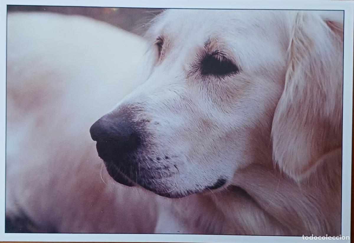 Postales: Perro. Precioso primer plano. - Foto 1