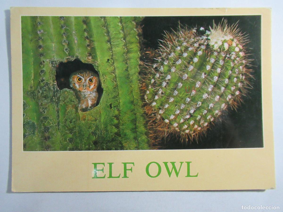 Postales: Elf Owl - Buho Elfo - Circulada - Foto 1