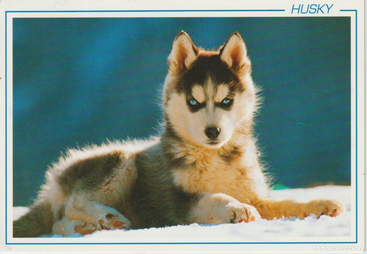 Postales: POSTAL PERRO - HUSKY - Foto 1