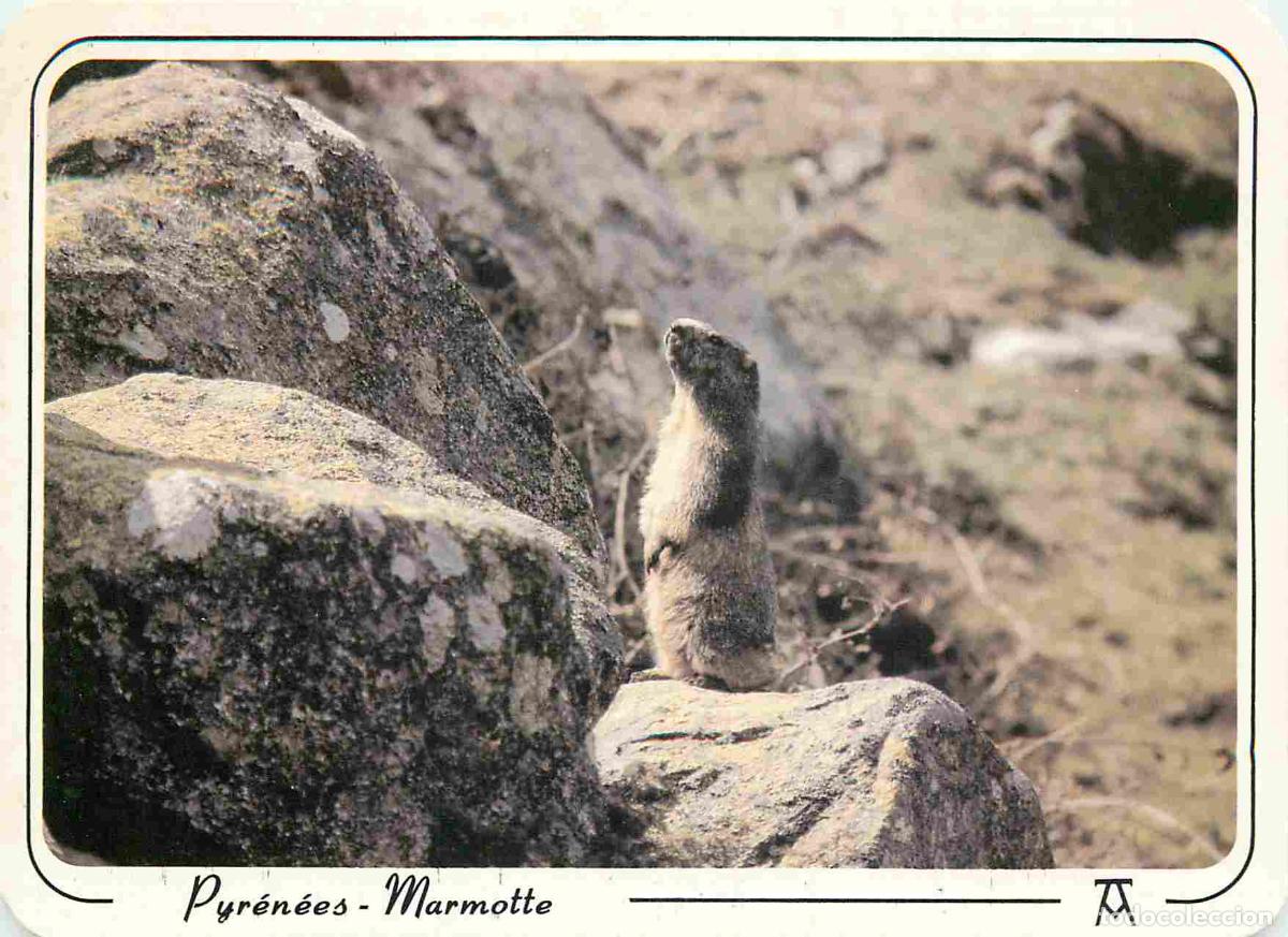 Cartes Postales: Carte Postale - Animaux - Marmottes - Marmota - Murmeltier - Marmot - CPM - Voir Scans Recto-Verso