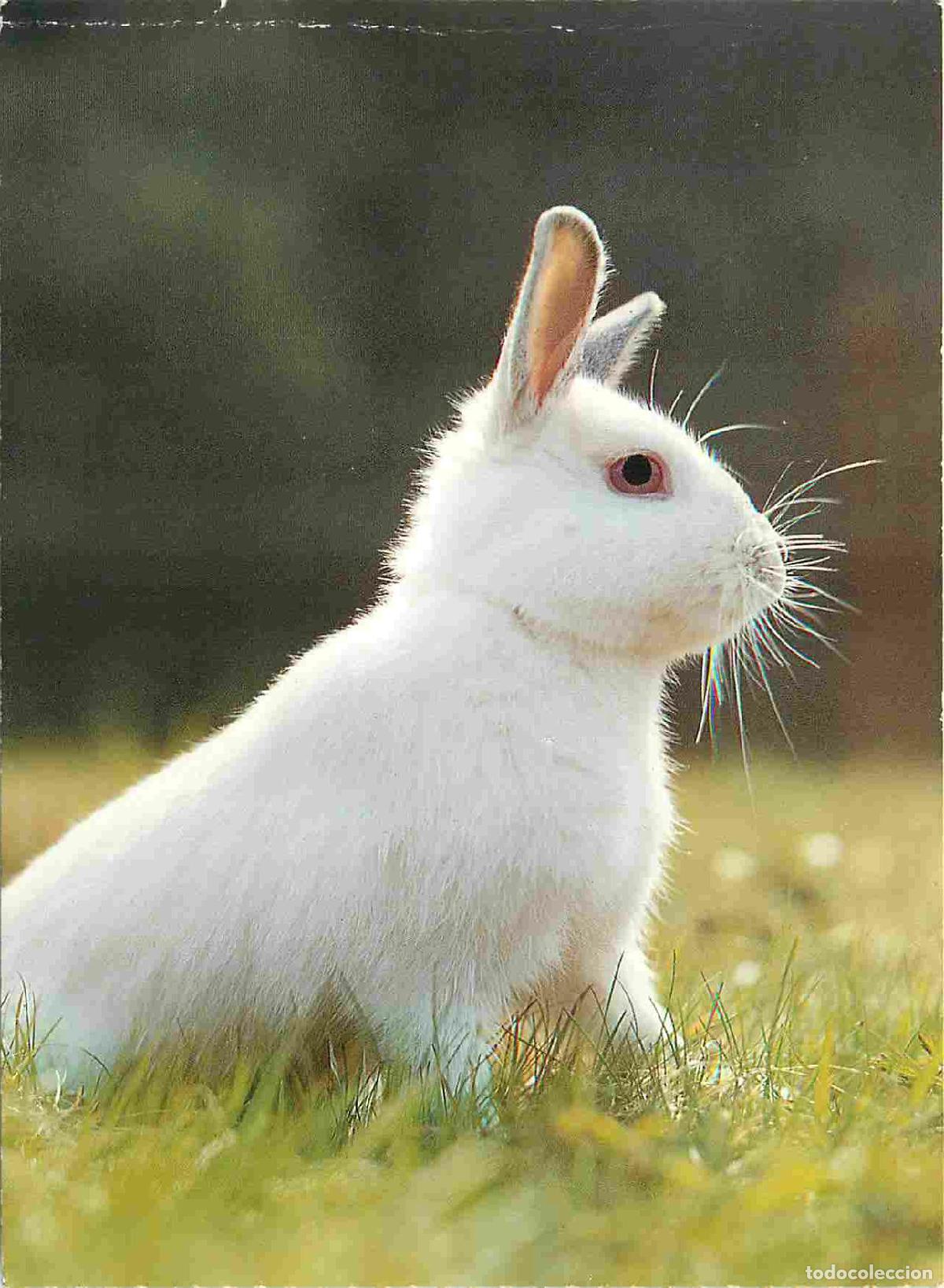 Postales: Carte Postale - Animaux - Lapins - Rabbit - Kaninchen - Conejo - CPM - Voir Scans Recto-Verso