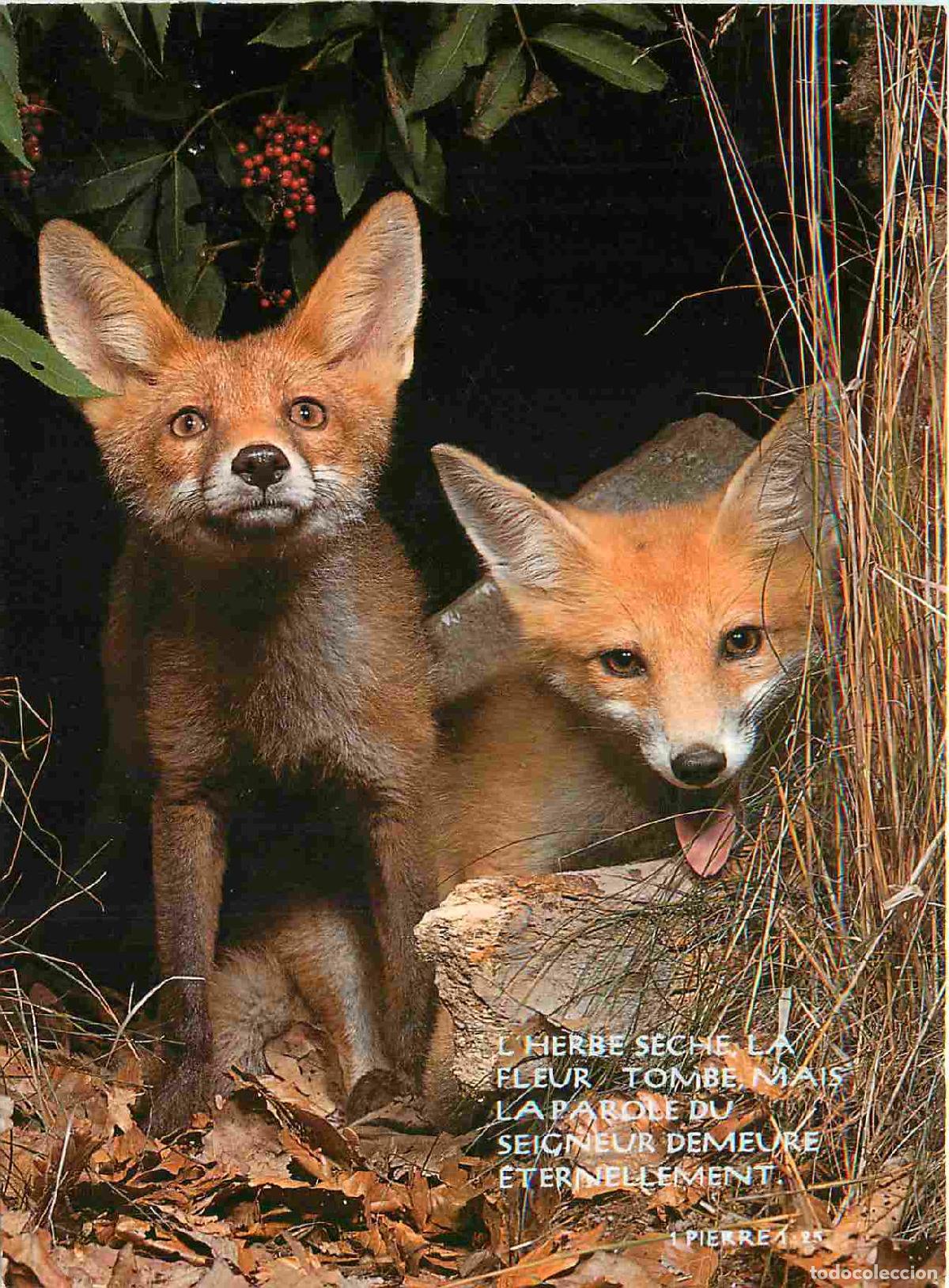 Cartes Postales: Carte Postale - Animaux - Renards - Renardeaux - Fox - Fuchs - Vos - CPM - Voir Scans Recto-Verso