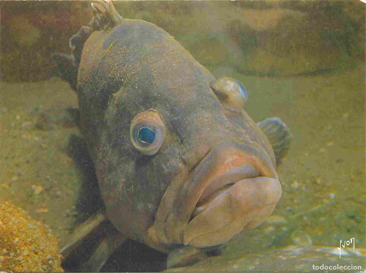 Postais: Carte Postale - Animaux - Poissons - Mus&eacute;e Oc&eacute;anographique de Monaco - M&eacute;rou - Zoo - CPM - Voir Scan