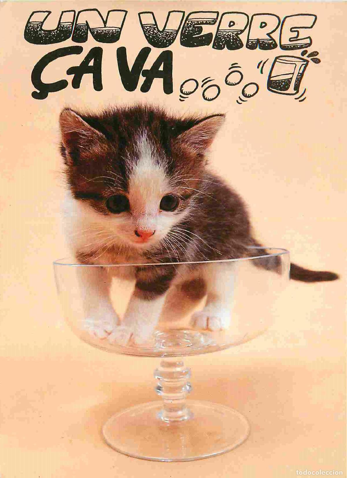 Postais: Carte Postale - Animaux - Chats - Europ&eacute;en ou domestique &agrave; poil court bicolore noir et blanc - carte