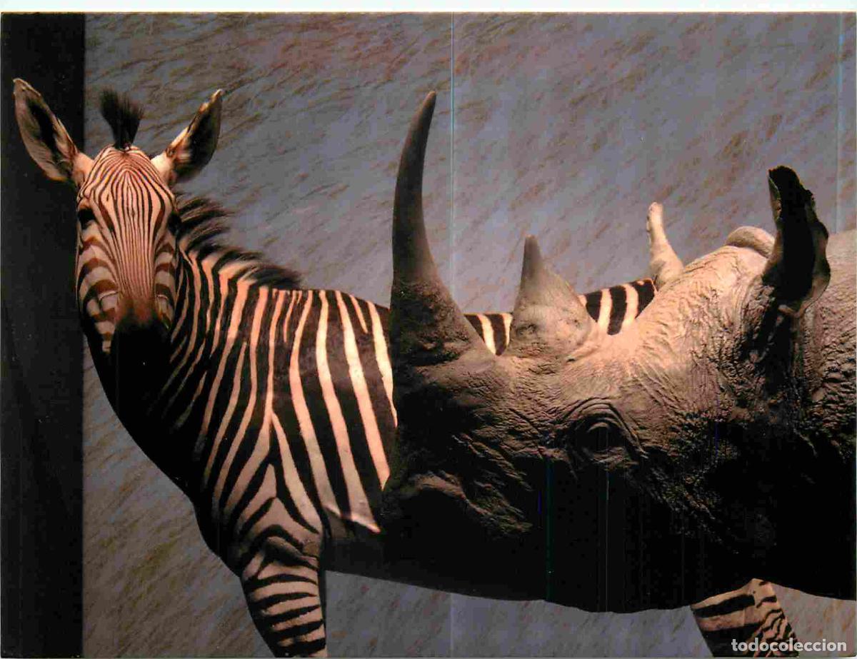 Postales: Carte Postale - Animaux - Rhinoc&eacute;ros - Mus&eacute;um de Toulouse - Dans la salle Ordre du Vivant - Rhinoc&eacute;r