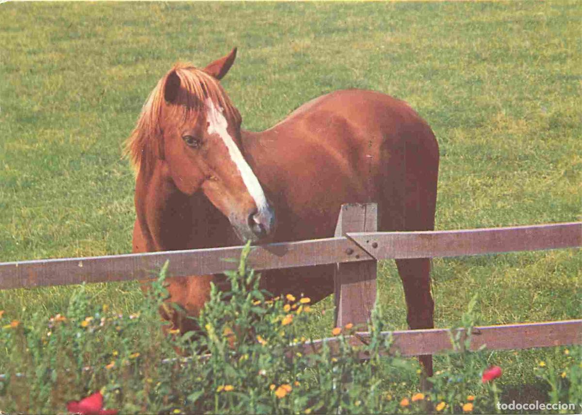 Postais: Carte Postale - Animaux - Chevaux - Poulain - Horse - CPM - Voir Scans Recto-Verso