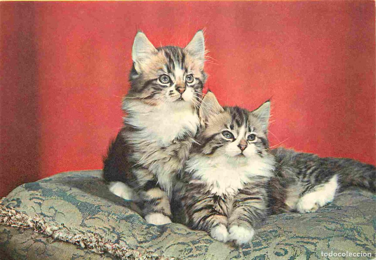 Cartoline: Carte Postale - Animaux - Chats - Maine Coon chatons - CPM - Voir Scans Recto-Verso