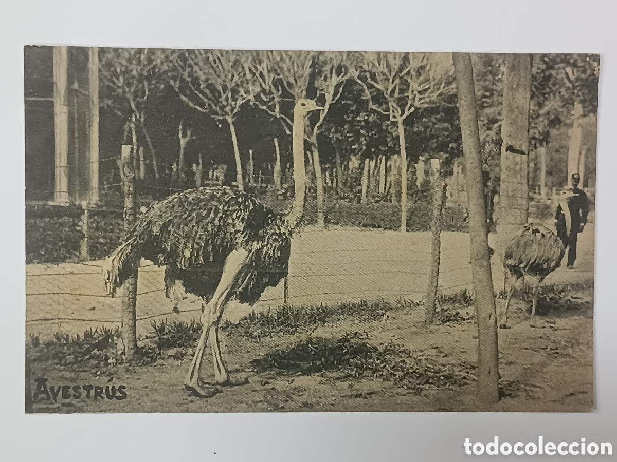 Postales: UNI&Oacute; POSTAL UNIVERSAL. AVESTR&Uacute;S - Foto 1