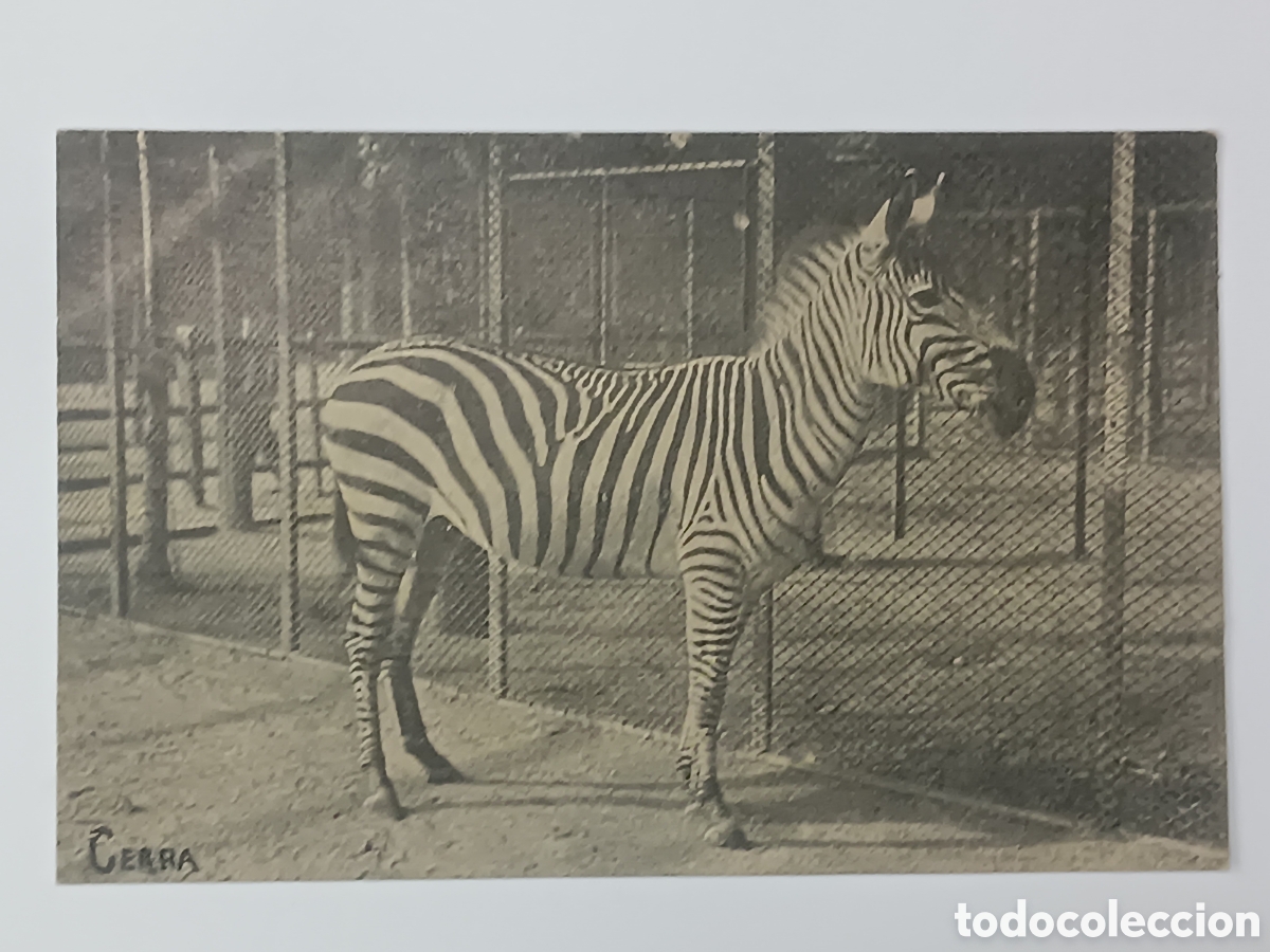 Postales: UNI&Oacute; POSTAL UNIVERSAL. CEBRA - Foto 1