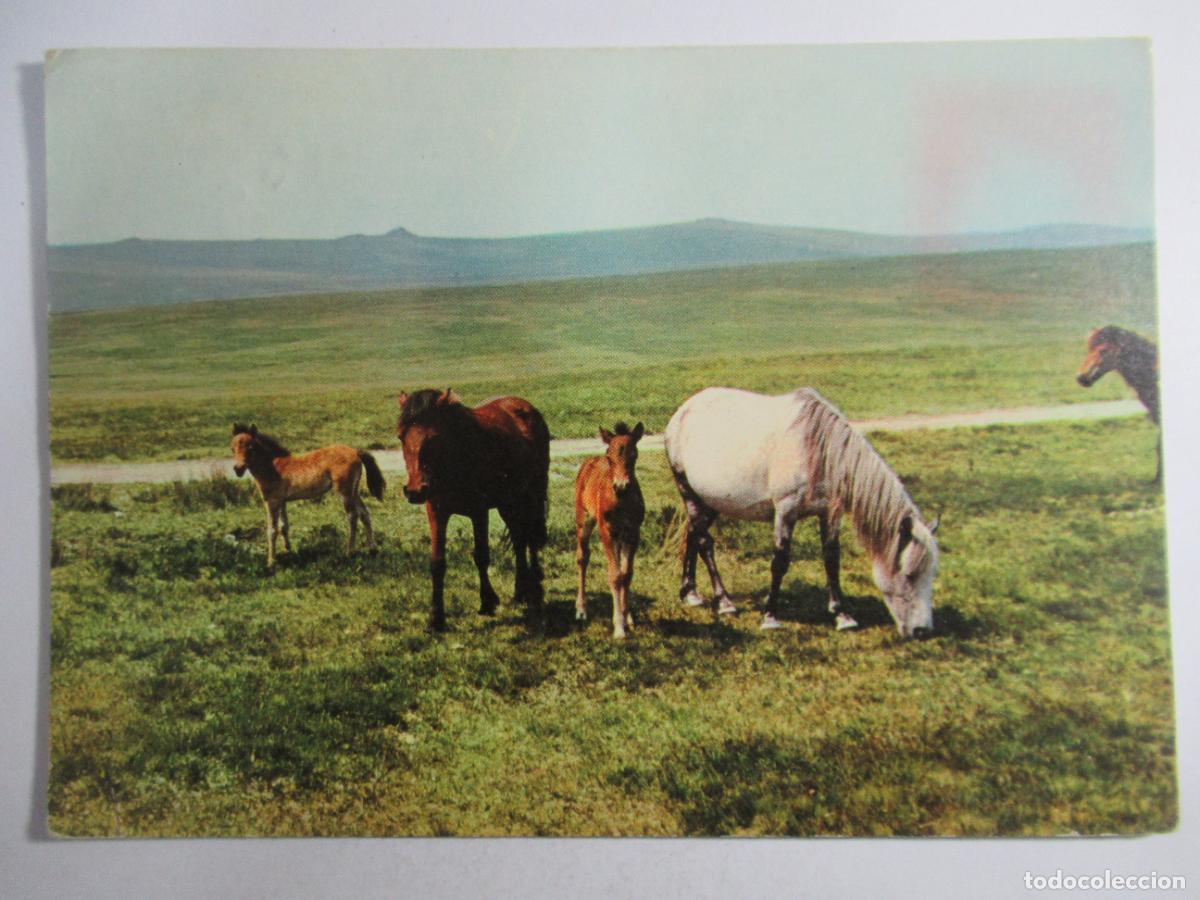 Postales: Postal Caballos - Circulada - Foto 1