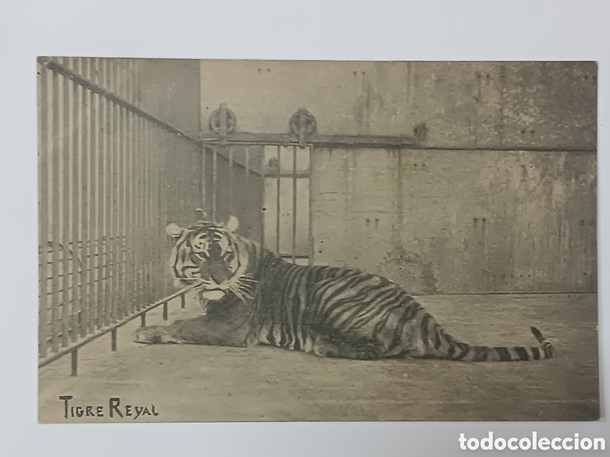 Postales: UNI&Oacute; POSTAL UNIVERSAL. TIGRE REYAL - Foto 1