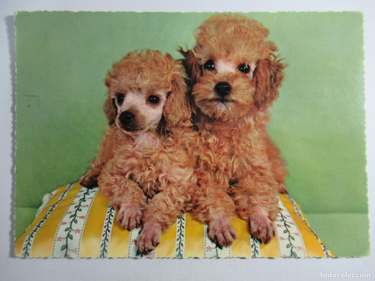 Postales: Postal Perros perritos - S/C - Foto 1