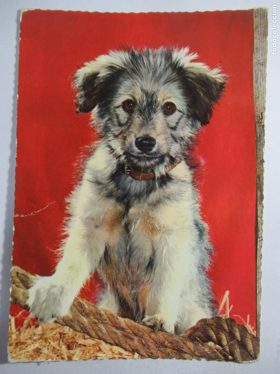 Postales: Postal Perro perrito - S/C - Foto 1