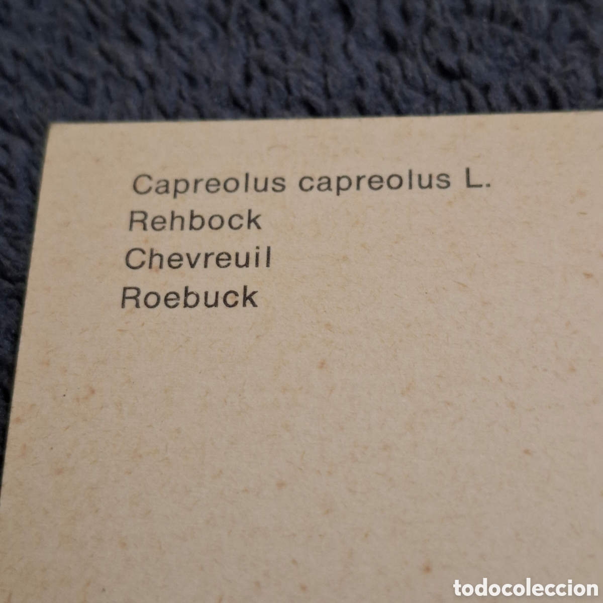 Postales: P8. Corzo, Sin Circular. - Foto 3