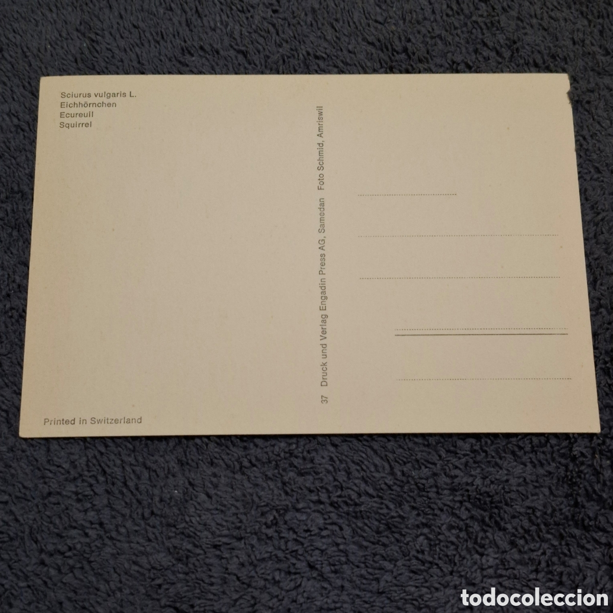 Postales: P8. Ardilla, Sin Circular. - Foto 2
