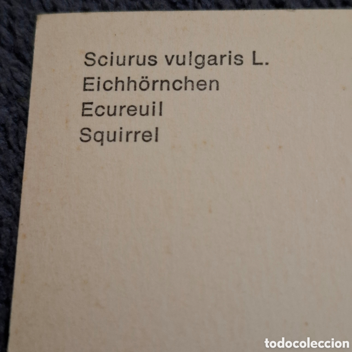 Postales: P8. Ardilla, Sin Circular. - Foto 3