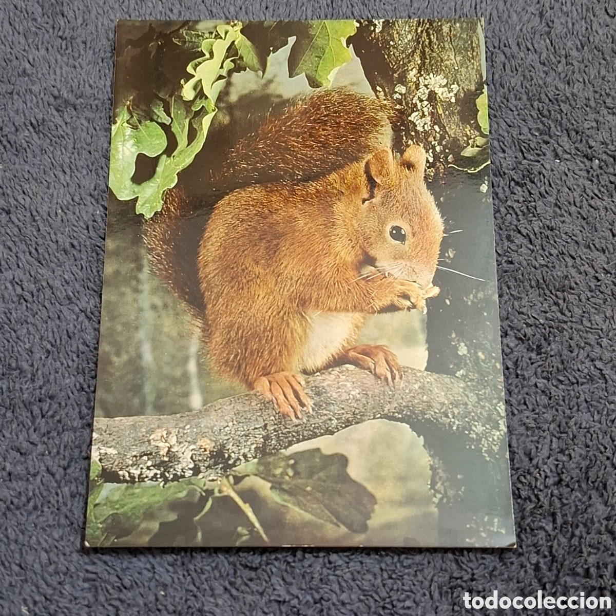 Postales: P8. Ardilla, Sin Circular. - Foto 1