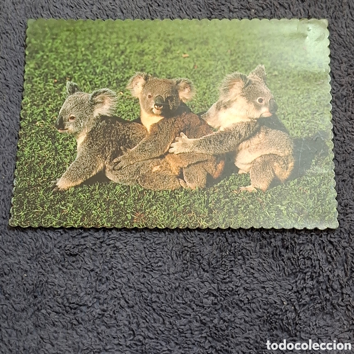 Postales: P8. Koalas Jugando, Australia, Circulada. - Foto 1