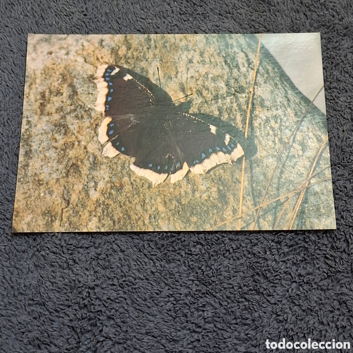 Postales: P8. Mariposa, Circulada. - Foto 1