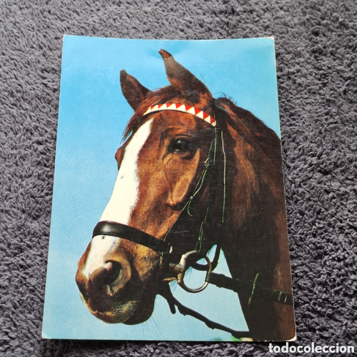 Postales: P8. Cabeza De Caballo, Sin Circular. - Foto 1
