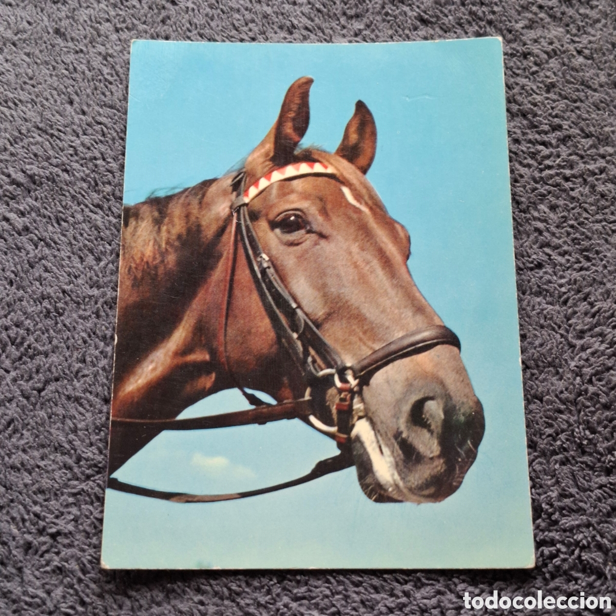 Postales: P8. Cabeza De Caballo, Sin Circular. - Foto 1