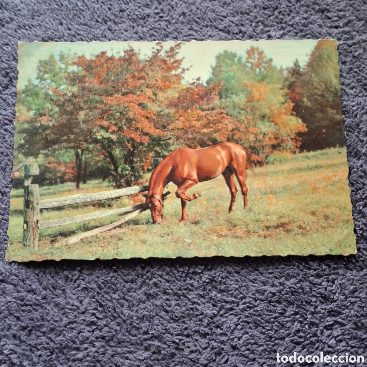 Postales: P8. Caballo, Escrita, Sin Circular. - Foto 1