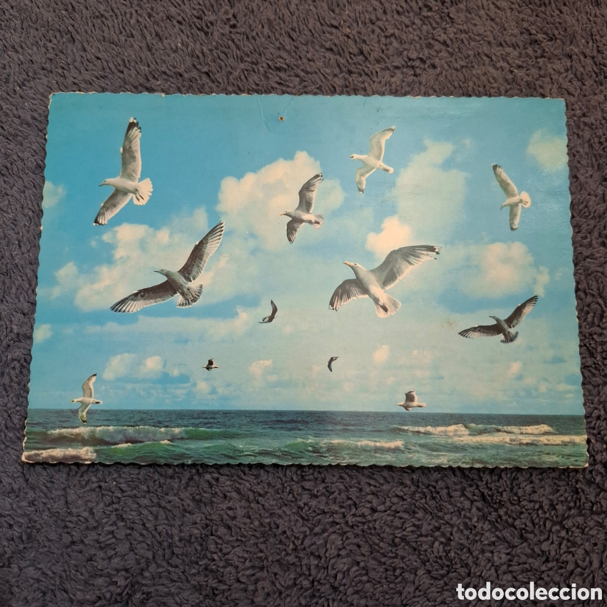 Postales: P8. Gaviotas, Volando, Circulada. - Foto 1