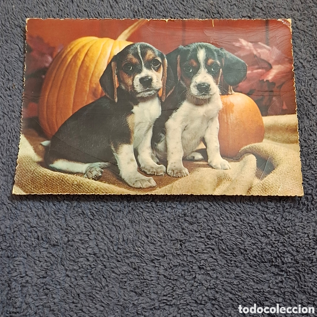 Postales: P8. Pareja De Cachorros De Perro, Posando, Sin Circular. - Foto 1