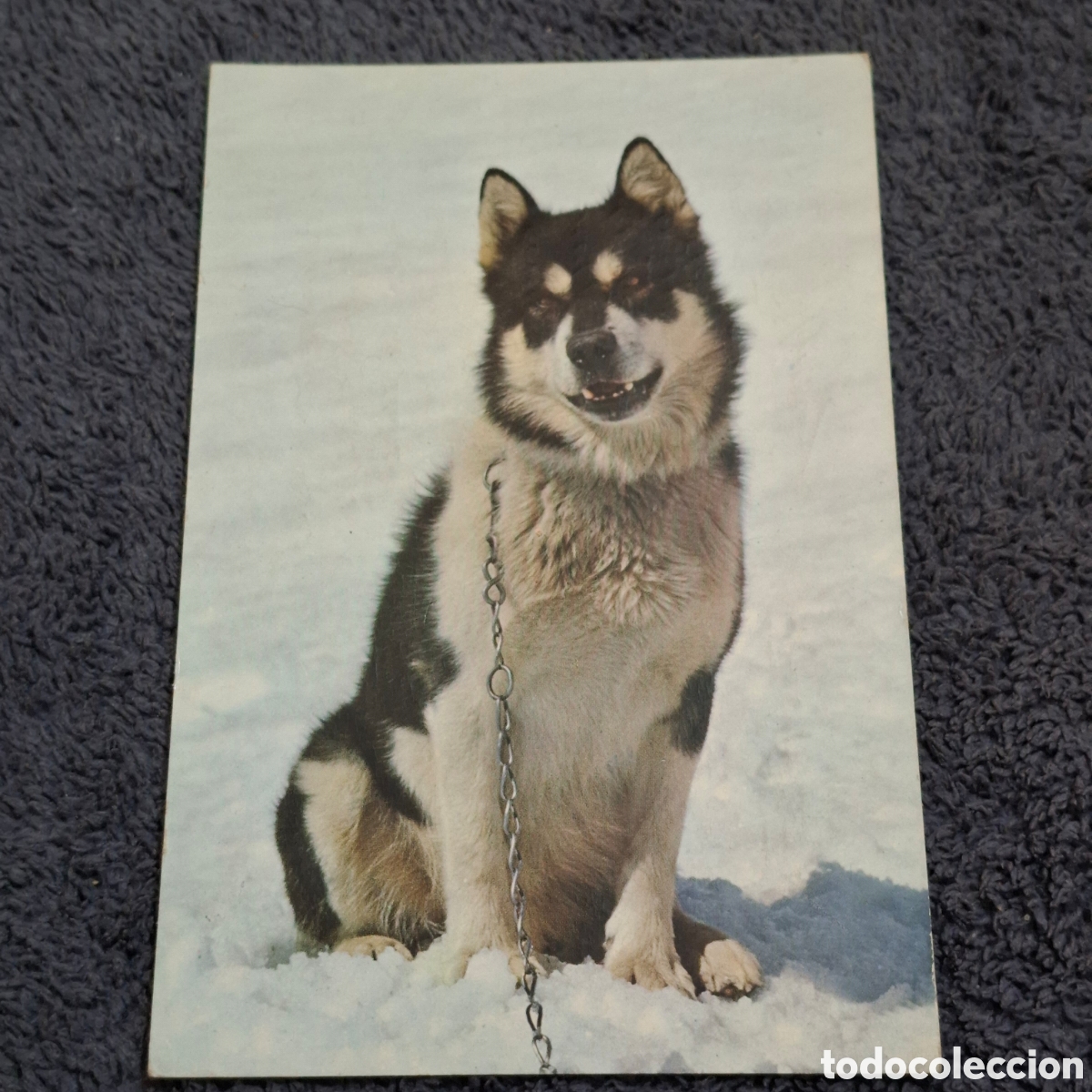 Postales: P8. Perro Polar, Circulada En 1964. - Foto 1