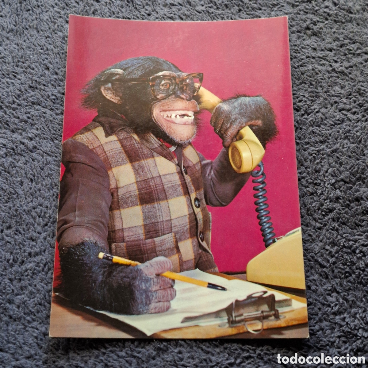 Postales: P9. Mono, Chimpanc&eacute; Humanizado, Sin Circular. - Foto 1