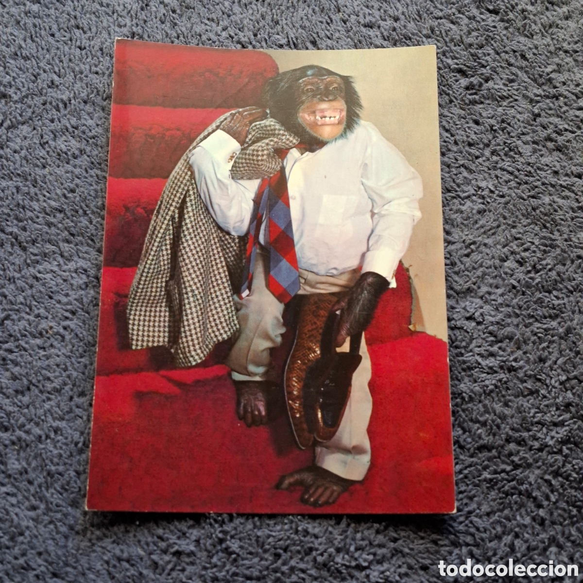 Postales: P9. Mono, Chimpanc&eacute; Humanizado, Sin Circular. - Foto 1