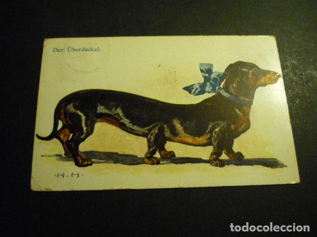 Postales: PERRO SALCHICHA POSTAL - Foto 1