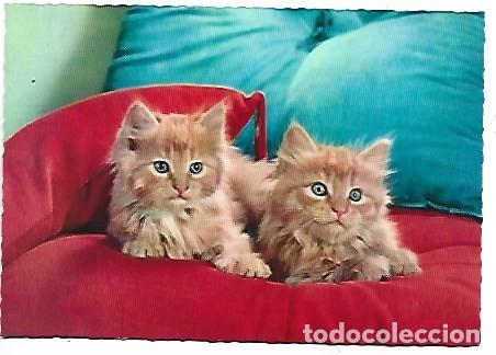 Postales: PAREJA DE GATOS EN EL SOFA - Foto 1