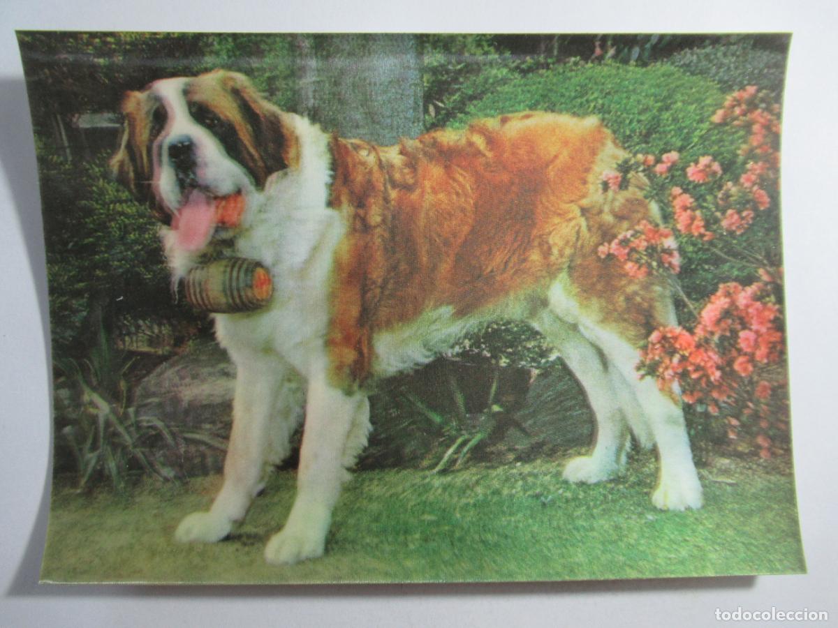 Postales: Postal 3D Tridimensional - Perro - S/C - Foto 1