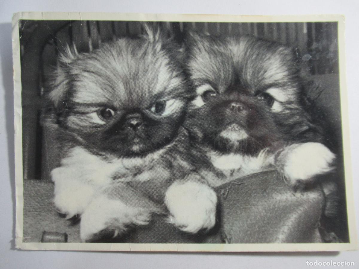 Postales: Postal Perros algo deteriorada - S/C - Foto 1