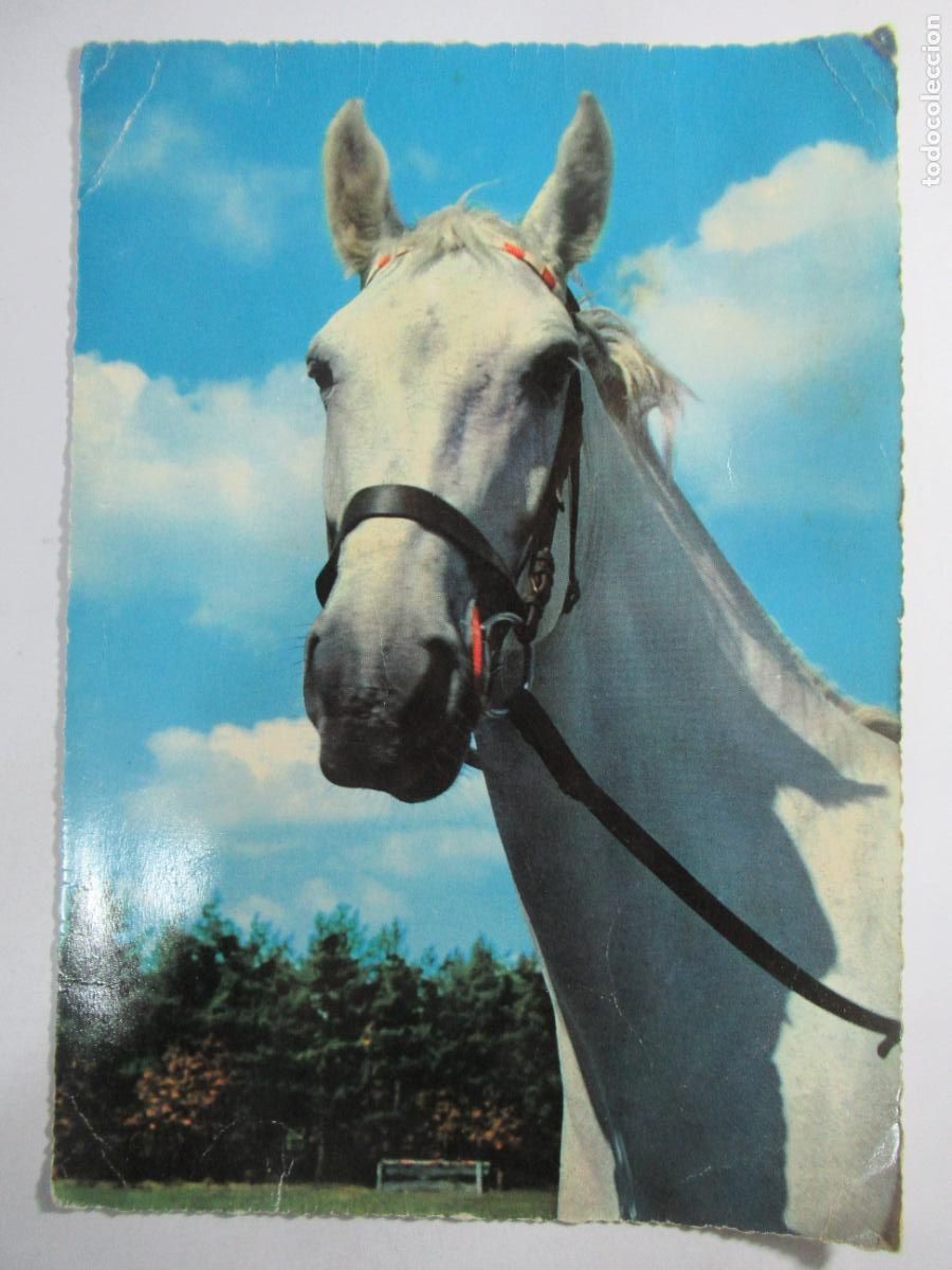 Postales: Caballo Blanco - Gran Tama&ntilde;o 19 x 13,5 cm. - Circulada