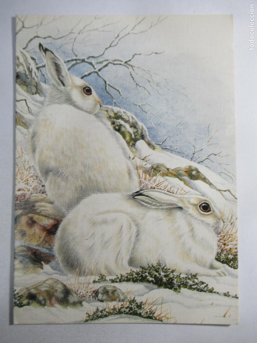 Postales: Postal Conejos / Liebres - 16,1 x 11,3 cm.