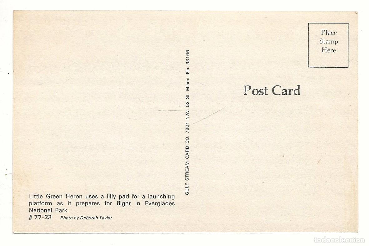 Postales: POSTAL SIN CIRCULAR - GARZA VERDE - - Foto 2
